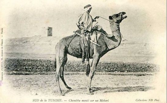 mehri - chaamba - tunisie 